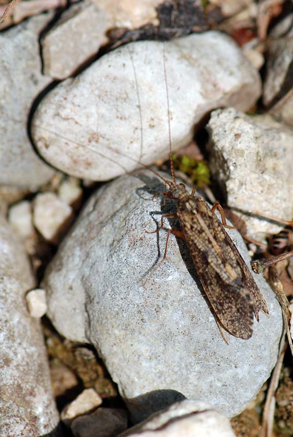 Hydropsychidae